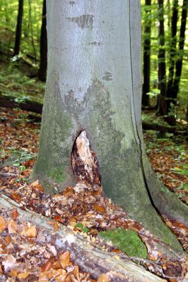 Zvolen, 16.10.2014
Neresnica, suťový les nad dolinou potoka Burzovo.
Klíčová slova: Zvolen Neresnica Burzovo Javorie
