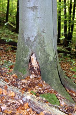 Zvolen, 16.10.2014
Neresnica, suťový les nad dolinou potoka Burzovo.
Schlüsselwörter: Zvolen Neresnica Burzovo Javorie