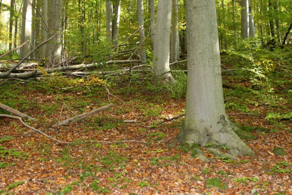 Zvolen, 16.10.2014
Neresnica, suťový les nad dolinou potoka Burzovo.
Klíčová slova: Zvolen Neresnica Burzovo Javorie