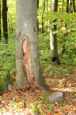 Zvolen, 16.10.2014
Neresnica, suťový les nad dolinou potoka Burzovo.
Klíčová slova: Zvolen Neresnica Burzovo Javorie Procraerus tibialis