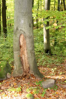 Zvolen, 16.10.2014
Neresnica, suťový les nad dolinou potoka Burzovo.
Mots-clés: Zvolen Neresnica Burzovo Javorie Procraerus tibialis