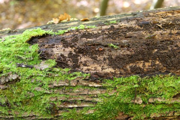 Zvolen, 16.10.2014
Neresnica, suťový les nad dolinou potoka Burzovo.
Mots-clés: Zvolen Neresnica Burzovo Javorie Stenagostus rhombeus