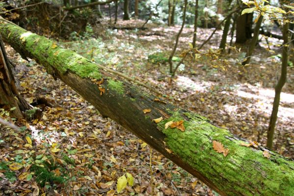 Zvolen, 16.10.2014
Neresnica, suťový les nad dolinou potoka Burzovo.
Keywords: Zvolen Neresnica Burzovo Javorie Stenagostus rhombeus