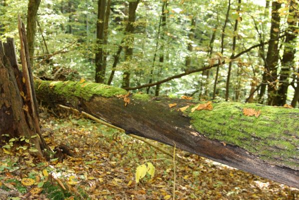 Zvolen, 16.10.2014
Neresnica, suťový les nad dolinou potoka Burzovo.
Klíčová slova: Zvolen Neresnica Burzovo Javorie Stenagostus rhombeus