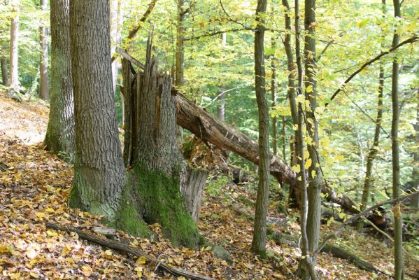Zvolen, 16.10.2014
Neresnica, suťový les nad dolinou potoka Burzovo.
Klíčová slova: Zvolen Neresnica Burzovo Javorie
