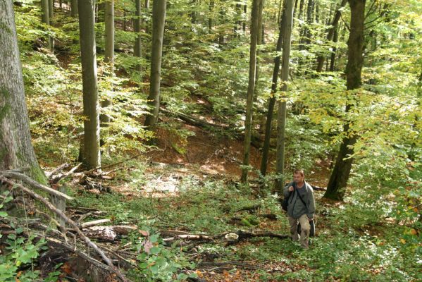 Zvolen, 16.10.2014
Neresnica, suťový les nad dolinou potoka Burzovo.
Klíčová slova: Zvolen Neresnica Burzovo Javorie Krátký