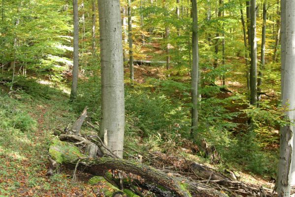 Zvolen, 16.10.2014
Neresnica, suťový les nad dolinou potoka Burzovo.
Klíčová slova: Zvolen Neresnica Burzovo Javorie