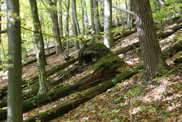 Zvolen, 16.10.2014
Neresnica, suťový les nad dolinou potoka Burzovo.
Klíčová slova: Zvolen Neresnica Burzovo Javorie