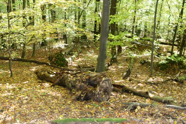 Zvolen, 16.10.2014
Neresnica, suťový les nad dolinou potoka Burzovo.
Klíčová slova: Zvolen Neresnica Burzovo Javorie