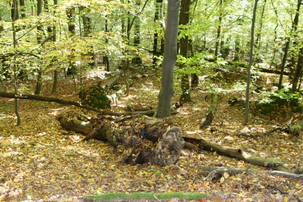 Zvolen, 16.10.2014
Neresnica, suťový les nad dolinou potoka Burzovo.
Keywords: Zvolen Neresnica Burzovo Javorie