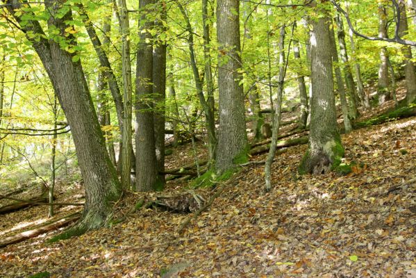 Zvolen, 16.10.2014
Neresnica, suťový les nad dolinou potoka Burzovo.
Mots-clés: Zvolen Neresnica Burzovo Javorie