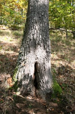 Zvolen, 16.10.2014
Neresnica, suťový les nad dolinou potoka Burzovo.
Schlüsselwörter: Zvolen Neresnica Burzovo Javorie