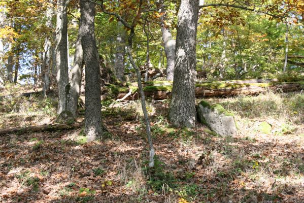 Zvolen, 16.10.2014
Neresnica, suťový les nad dolinou potoka Burzovo.
Schlüsselwörter: Zvolen Neresnica Burzovo Javorie