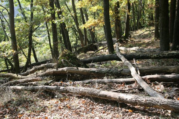 Zvolen, 16.10.2014
Neresnica, suťový les nad dolinou potoka Burzovo.
Klíčová slova: Zvolen Neresnica Burzovo Javorie