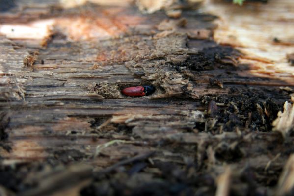 Zvolen, 16.10.2014
Neresnica, suťový les nad dolinou potoka Burzovo.
Klíčová slova: Zvolen Neresnica Burzovo Javorie Ampedus sanguinolentus quercicola