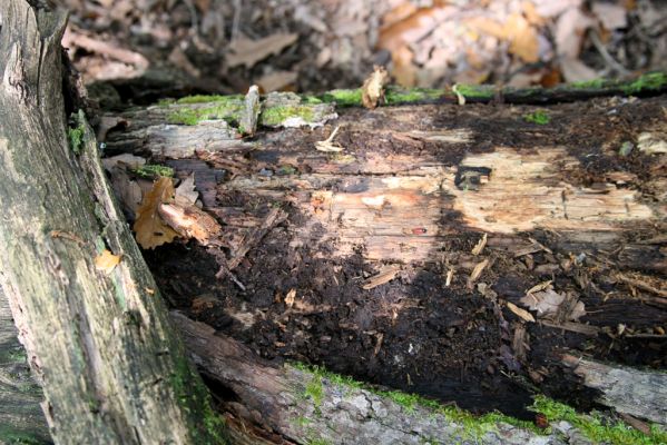 Zvolen, 16.10.2014
Neresnica, suťový les nad dolinou potoka Burzovo.
Mots-clés: Zvolen Neresnica Burzovo Javorie Ampedus sanguinolentus quercicola