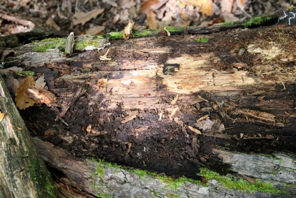 Zvolen, 16.10.2014
Neresnica, suťový les nad dolinou potoka Burzovo.
Klíčová slova: Zvolen Neresnica Burzovo Javorie Ampedus sanguinolentus quercicola