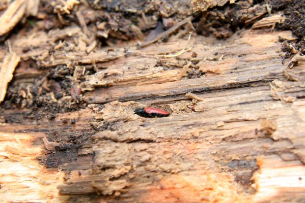 Zvolen, 16.10.2014
Neresnica, suťový les nad dolinou potoka Burzovo.
Klíčová slova: Zvolen Neresnica Burzovo Javorie Ampedus cinnabarinus