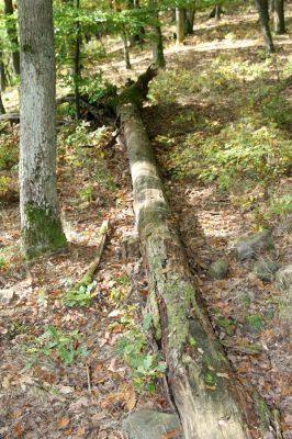 Zvolen, 16.10.2014
Neresnica, suťový les nad dolinou potoka Burzovo.
Klíčová slova: Zvolen Neresnica Burzovo Javorie Ampedus cinnabarinus