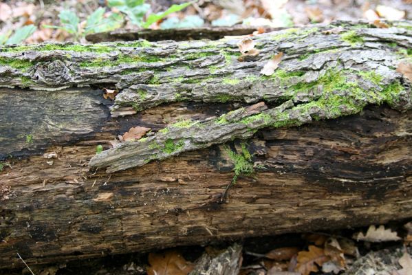 Zvolen, 16.10.2014
Neresnica, suťový les nad dolinou potoka Burzovo.
Klíčová slova: Zvolen Neresnica Burzovo Javorie Ampedus cinnabarinus