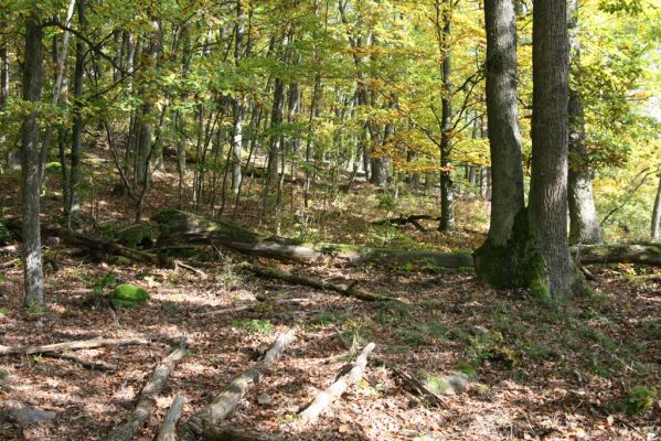 Zvolen, 16.10.2014
Neresnica, suťový les nad dolinou potoka Burzovo.
Mots-clés: Zvolen Neresnica Burzovo Javorie