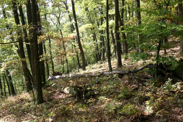 Zvolen, 16.10.2014
Neresnica, suťový les nad dolinou potoka Burzovo.
Klíčová slova: Zvolen Neresnica Burzovo Javorie