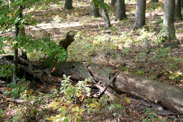 Zvolen, 16.10.2014
Neresnica, suťový les nad dolinou potoka Burzovo.
Klíčová slova: Zvolen Neresnica Burzovo Javorie