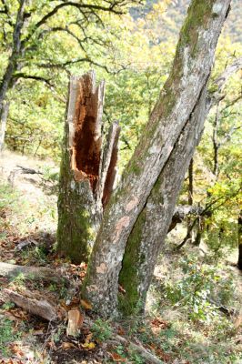 Zvolen, 16.10.2014
Neresnica, suťový les nad dolinou potoka Burzovo.
Klíčová slova: Zvolen Neresnica Burzovo Javorie Lacon querceus