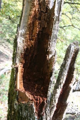 Zvolen, 16.10.2014
Neresnica, suťový les nad dolinou potoka Burzovo.
Schlüsselwörter: Zvolen Neresnica Burzovo Javorie Lacon querceus