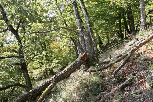 Zvolen, 16.10.2014
Neresnica, suťový les nad dolinou potoka Burzovo.
Keywords: Zvolen Neresnica Burzovo Javorie Lacon querceus