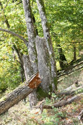 Zvolen, 16.10.2014
Neresnica, suťový les nad dolinou potoka Burzovo.
Klíčová slova: Zvolen Neresnica Burzovo Javorie Lacon querceus