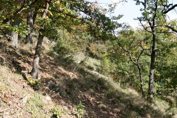 Zvolen, 16.10.2014
Neresnica, lesostep v suťovém lese nad dolinou potoka Burzovo.
Klíčová slova: Zvolen Neresnica Burzovo Javorie