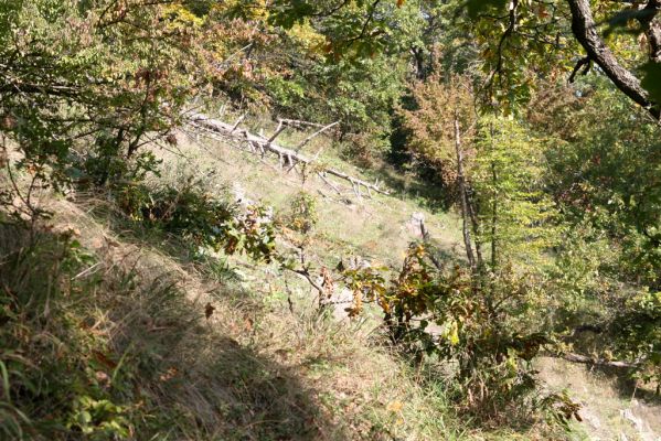 Zvolen, 16.10.2014
Neresnica, lesostep v suťovém lese nad dolinou potoka Burzovo.
Klíčová slova: Zvolen Neresnica Burzovo Javorie Menephilus cylindricus