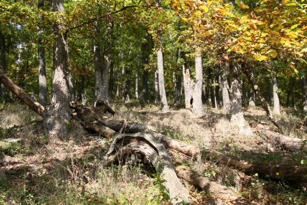 Zvolen, 16.10.2014
Neresnica, suťový les nad dolinou potoka Burzovo.
Klíčová slova: Zvolen Neresnica Burzovo Javorie
