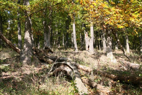 Zvolen, 16.10.2014
Neresnica, suťový les nad dolinou potoka Burzovo.
Mots-clés: Zvolen Neresnica Burzovo Javorie