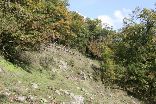 Zvolen, 16.10.2014
Neresnica, lesostep v suťovém lese nad dolinou potoka Burzovo.
Klíčová slova: Zvolen Neresnica Burzovo Javorie