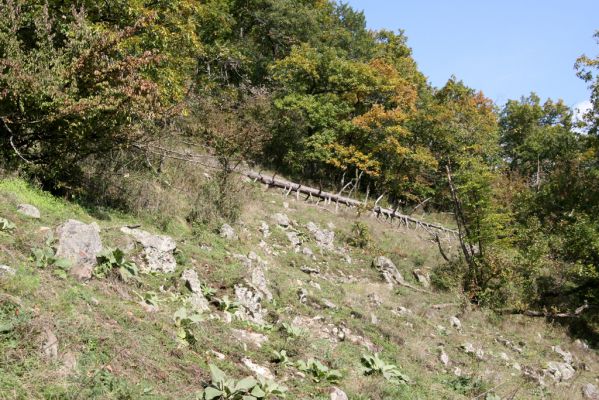 Zvolen, 16.10.2014
Neresnica, lesostep v suťovém lese nad dolinou potoka Burzovo.
Klíčová slova: Zvolen Neresnica Burzovo Javorie Menephilus cylindricus