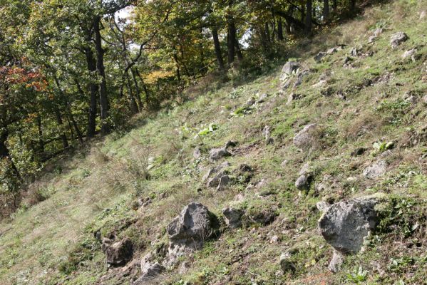 Zvolen, 16.10.2014
Neresnica, lesostep v suťovém lese nad dolinou potoka Burzovo.
Klíčová slova: Zvolen Neresnica Burzovo Javorie