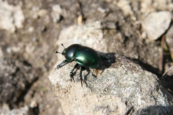 Zvolen, 16.10.2014
Neresnica, lesostep v suťovém lese nad dolinou potoka Burzovo - Trypocopris vernalis.
Schlüsselwörter: Zvolen Neresnica Burzovo Javorie