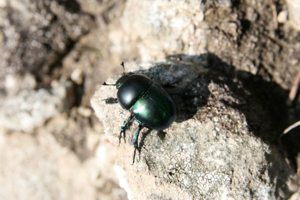 Zvolen, 16.10.2014
Neresnica, lesostep v suťovém lese nad dolinou potoka Burzovo - Trypocopris vernalis.
Klíčová slova: Zvolen Neresnica Burzovo Javorie