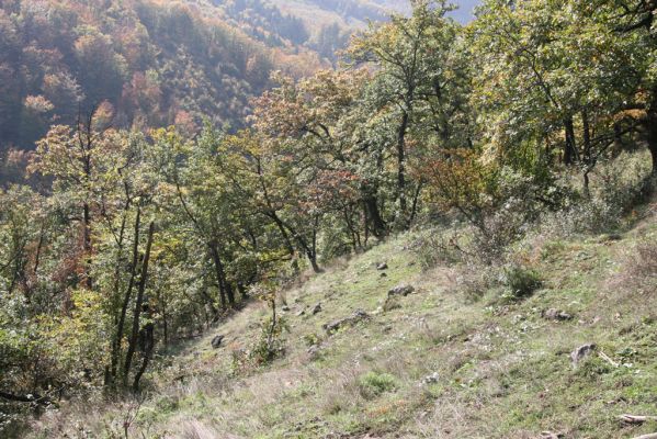 Zvolen, 16.10.2014
Neresnica, lesostep v suťovém lese nad dolinou potoka Burzovo.
Klíčová slova: Zvolen Neresnica Burzovo Javorie