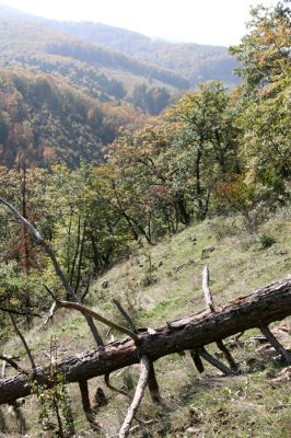 Zvolen, 16.10.2014
Neresnica, lesostep v suťovém lese nad dolinou potoka Burzovo.
Klíčová slova: Zvolen Neresnica Burzovo Javorie Menephilus cylindricus