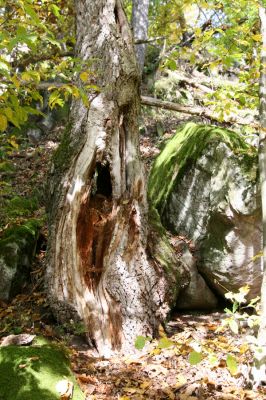 Zvolen, 16.10.2014
Neresnica, suťový les nad dolinou potoka Burzovo.
Klíčová slova: Zvolen Neresnica Burzovo Javorie