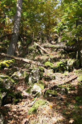 Zvolen, 16.10.2014
Neresnica, suťový les nad dolinou potoka Burzovo.
Klíčová slova: Zvolen Neresnica Burzovo Javorie