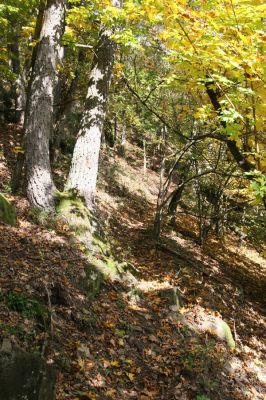 Zvolen, 16.10.2014
Neresnica, lovecký chodník v suťovém lese nad dolinou potoka Burzovo.
Schlüsselwörter: Zvolen Neresnica Burzovo Javorie