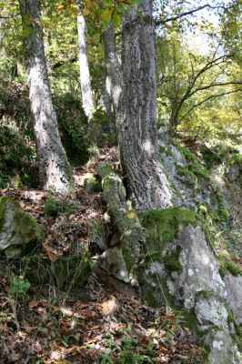 Zvolen, 16.10.2014
Neresnica, suťový les nad dolinou potoka Burzovo.
Klíčová slova: Zvolen Neresnica Burzovo Javorie