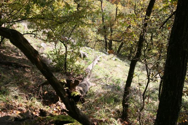 Zvolen, 16.10.2014
Neresnica, lesostep v suťovém lese nad dolinou potoka Burzovo.
Schlüsselwörter: Zvolen Neresnica Burzovo Javorie