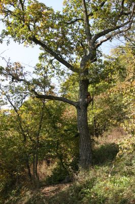 Zvolen, 16.10.2014
Neresnica, suťový les nad dolinou potoka Burzovo.
Mots-clés: Zvolen Neresnica Burzovo Javorie