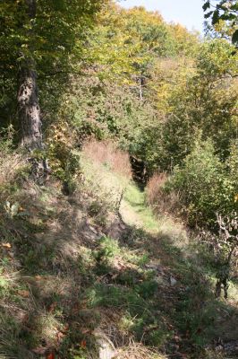 Zvolen, 16.10.2014
Neresnica, lovecký chodník v suťovém lese nad dolinou potoka Burzovo.
Klíčová slova: Zvolen Neresnica Burzovo Javorie