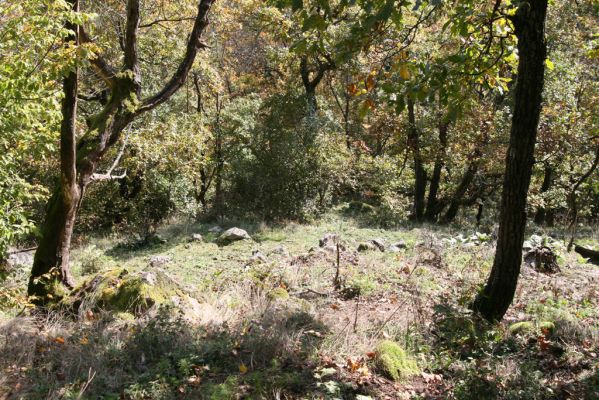 Zvolen, 16.10.2014
Neresnica, lesostep v suťovém lese nad dolinou potoka Burzovo.
Klíčová slova: Zvolen Neresnica Burzovo Javorie